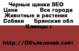 Черные щенки ВЕО › Цена ­ 5 000 - Все города Животные и растения » Собаки   . Брянская обл.,Клинцы г.